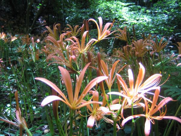 翌日の登山学校の下見です。花の状態がよくて一安心です。